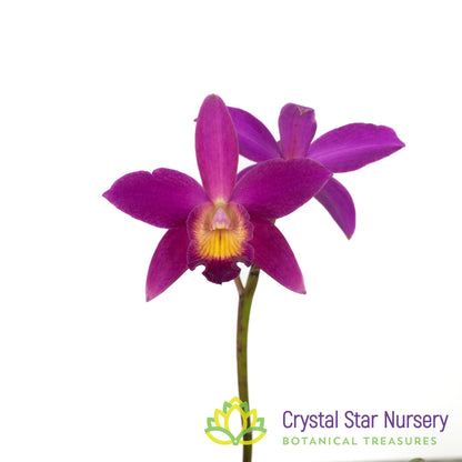 Cattleya Chian-Tzy Guiding 'Chian-Tzy Red Top' (CTA-568)