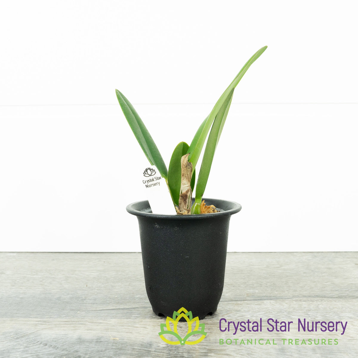 Cattleya Chian-Tzy Guiding &#39;Chian-Tzy Red Top&#39; (CTA-568)