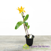 Cattleya Chocolate Drops 'Yellow Chiffon' (STC-628)