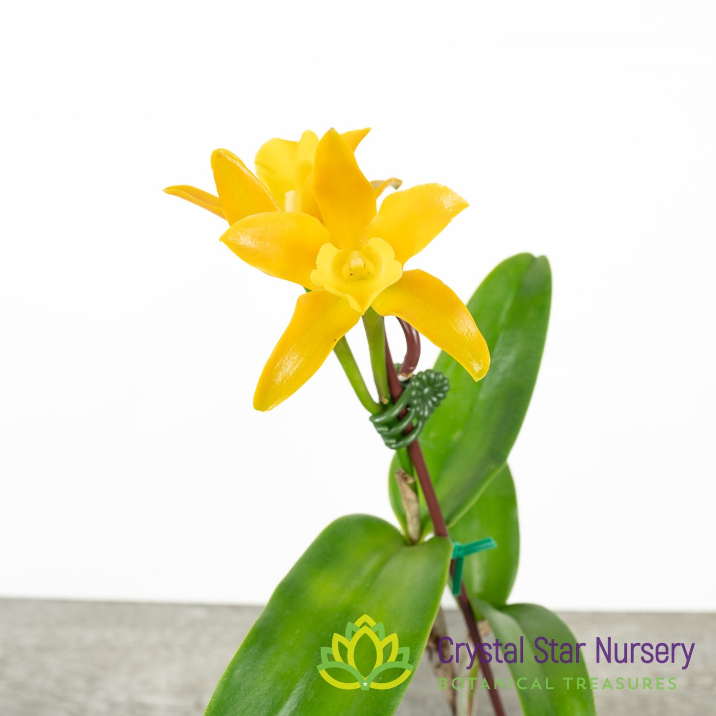 Cattleya Chocolate Drops 'Yellow Chiffon' (STC-628)