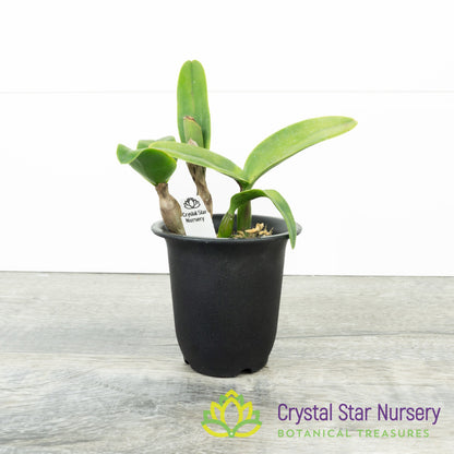 Cattleya Doris and Byron 'Christmas Rose' X Rth. Alisun Lady (#7)
