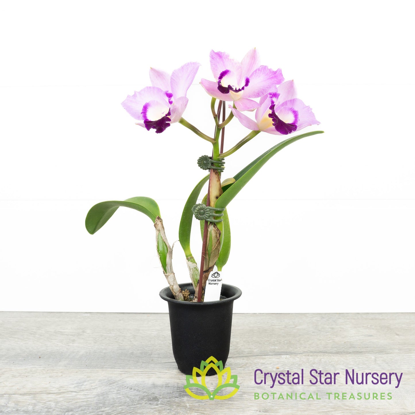 Cattleya Doris and Byron 'Christmas Rose' X Rth. Alisun Lady (#7)