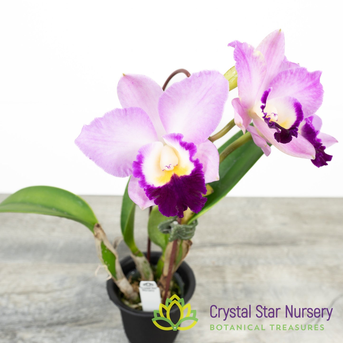 Cattleya Doris and Byron 'Christmas Rose' X Rth. Alisun Lady (#7)