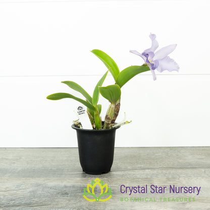 Cattleya Final Blue x Tsiku Taiwan 'Alisun' (#8)