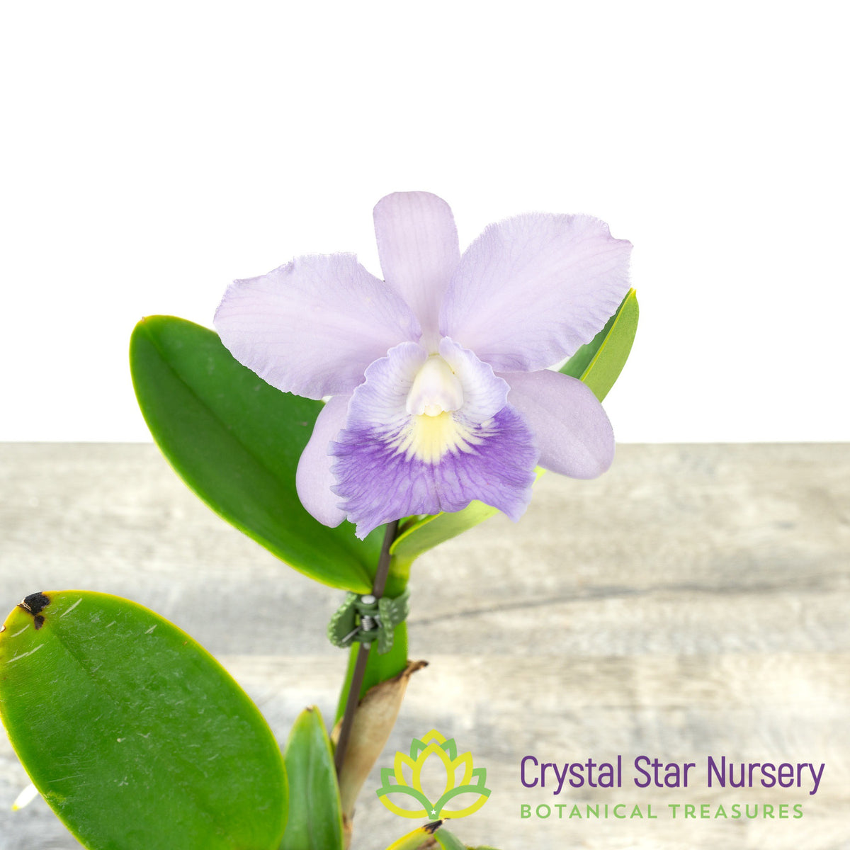 Cattleya Final Blue x Tsiku Taiwan &#39;Alisun&#39; (#8)