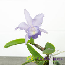 Cattleya Final Blue x Tsiku Taiwan 'Alisun' (#8)