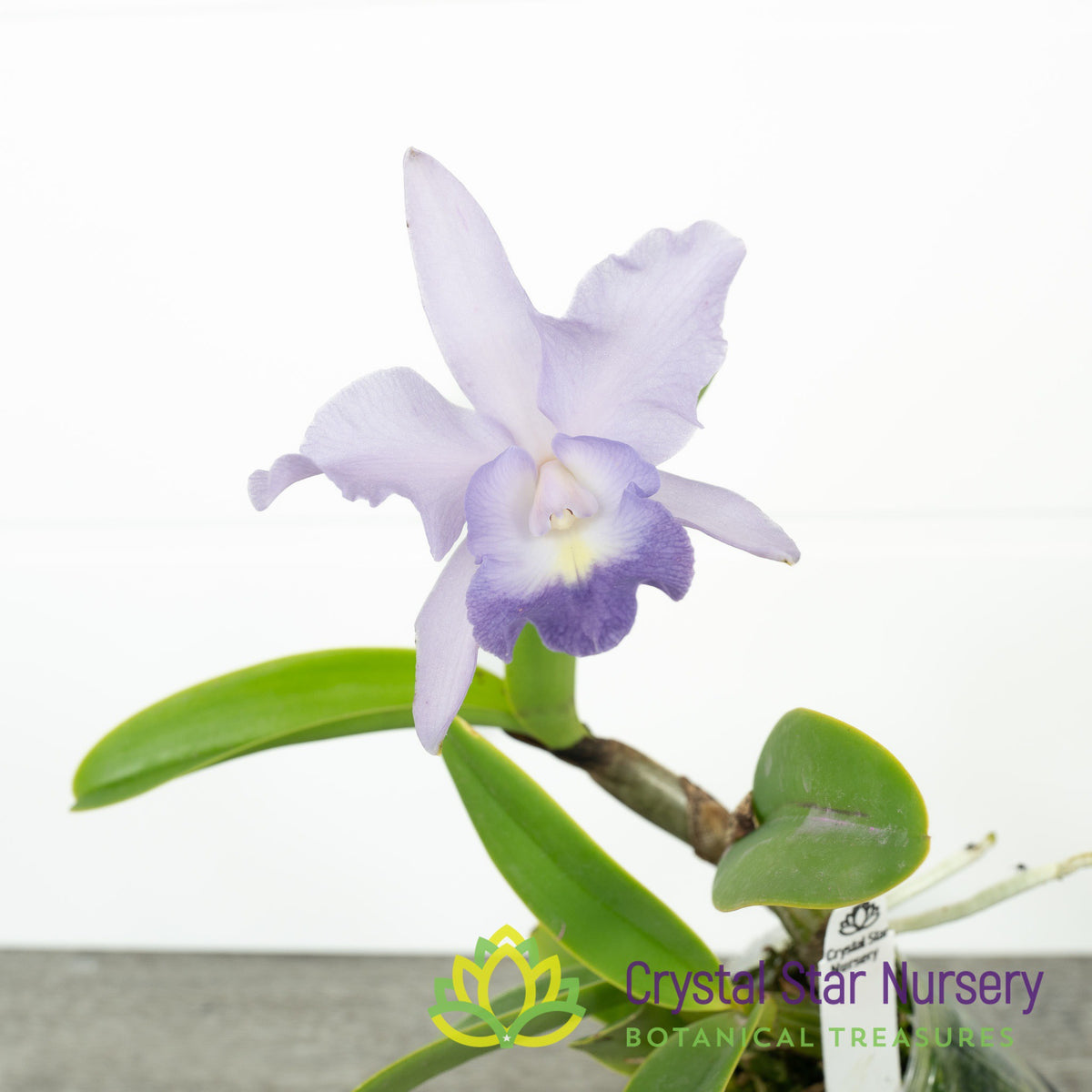 Cattleya Final Blue x Tsiku Taiwan &#39;Alisun&#39; (#8)
