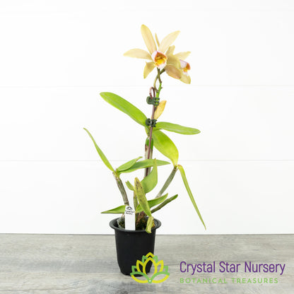 Cattleya Forbesii (CA17)