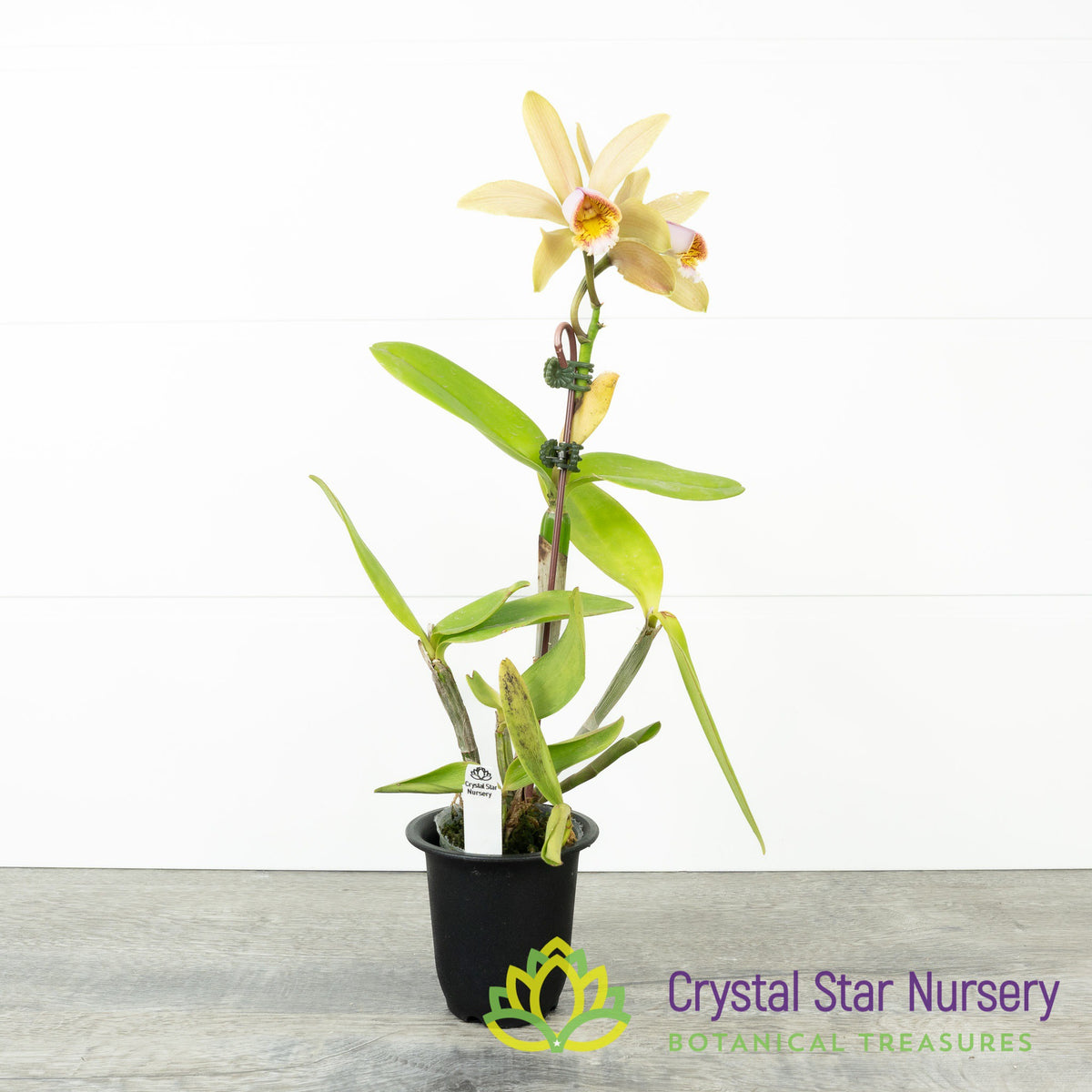 Cattleya Forbesii (CA17)