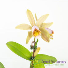 Cattleya Forbesii (CA17)