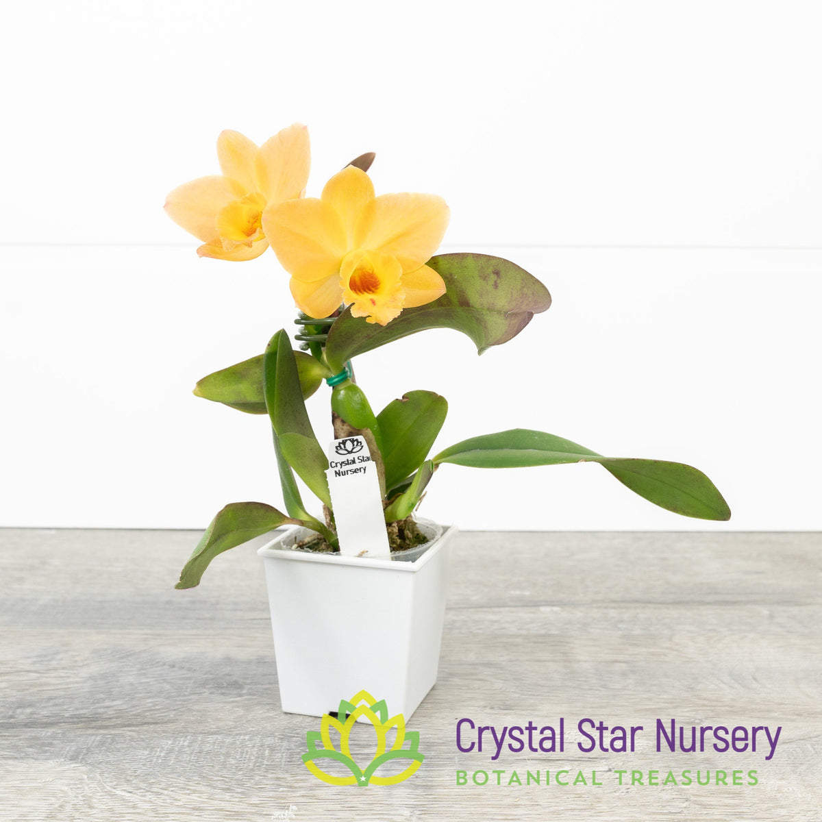 Cattleya Itsy Bitsy &#39;Diamond Orchids&#39;