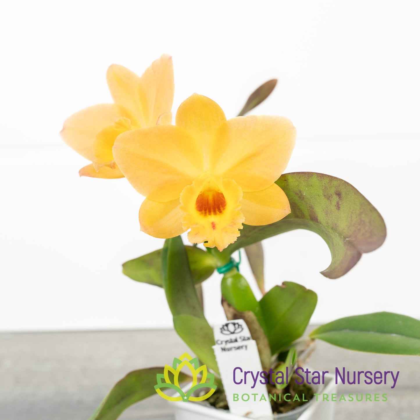 Cattleya Itsy Bitsy 'Diamond Orchids'
