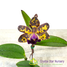 Cattleya Jungle Eyes