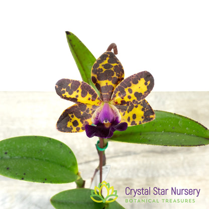 Cattleya Jungle Eyes