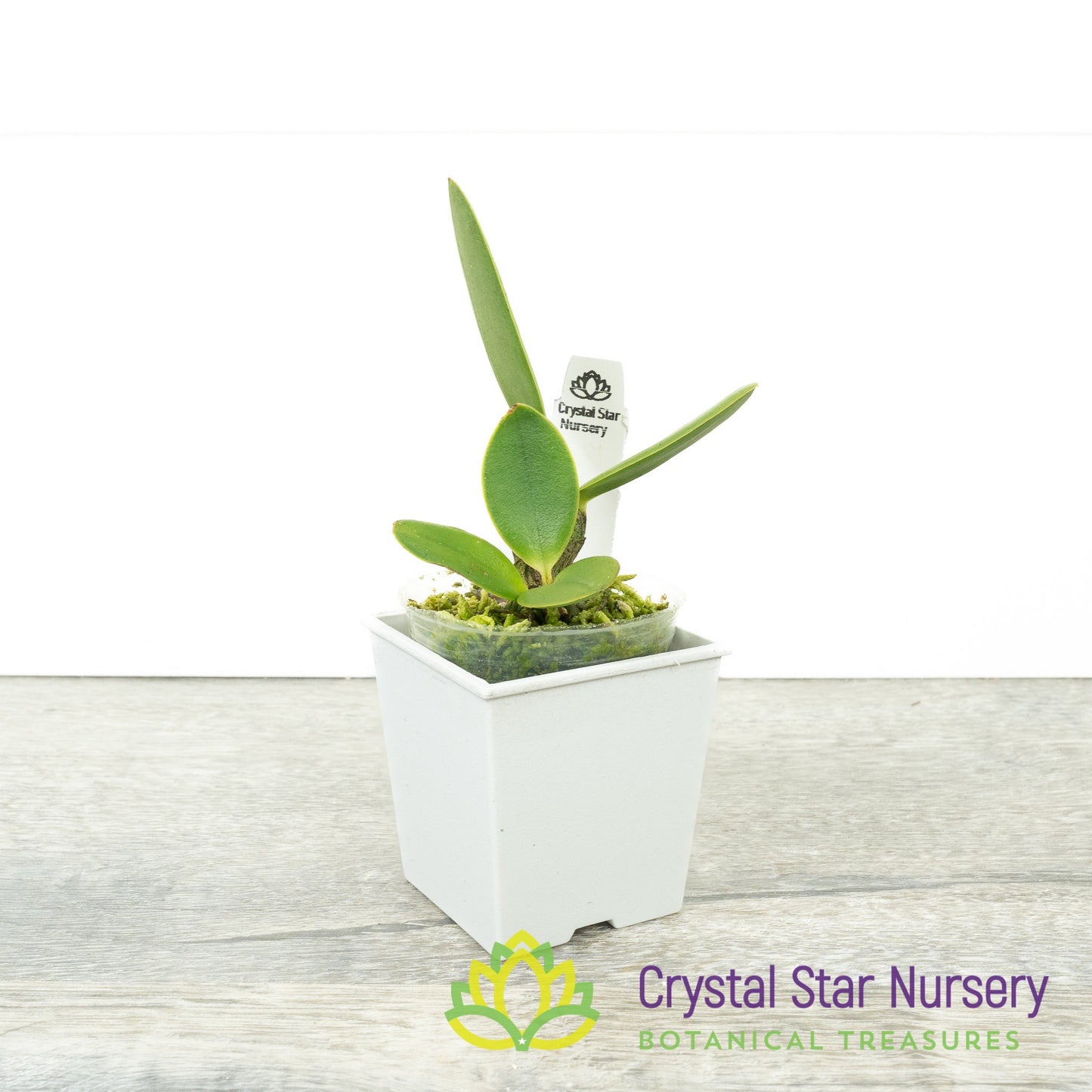 Cattleya Loddigesii aquinii 'Alvaro Pereira' x self (A120)
