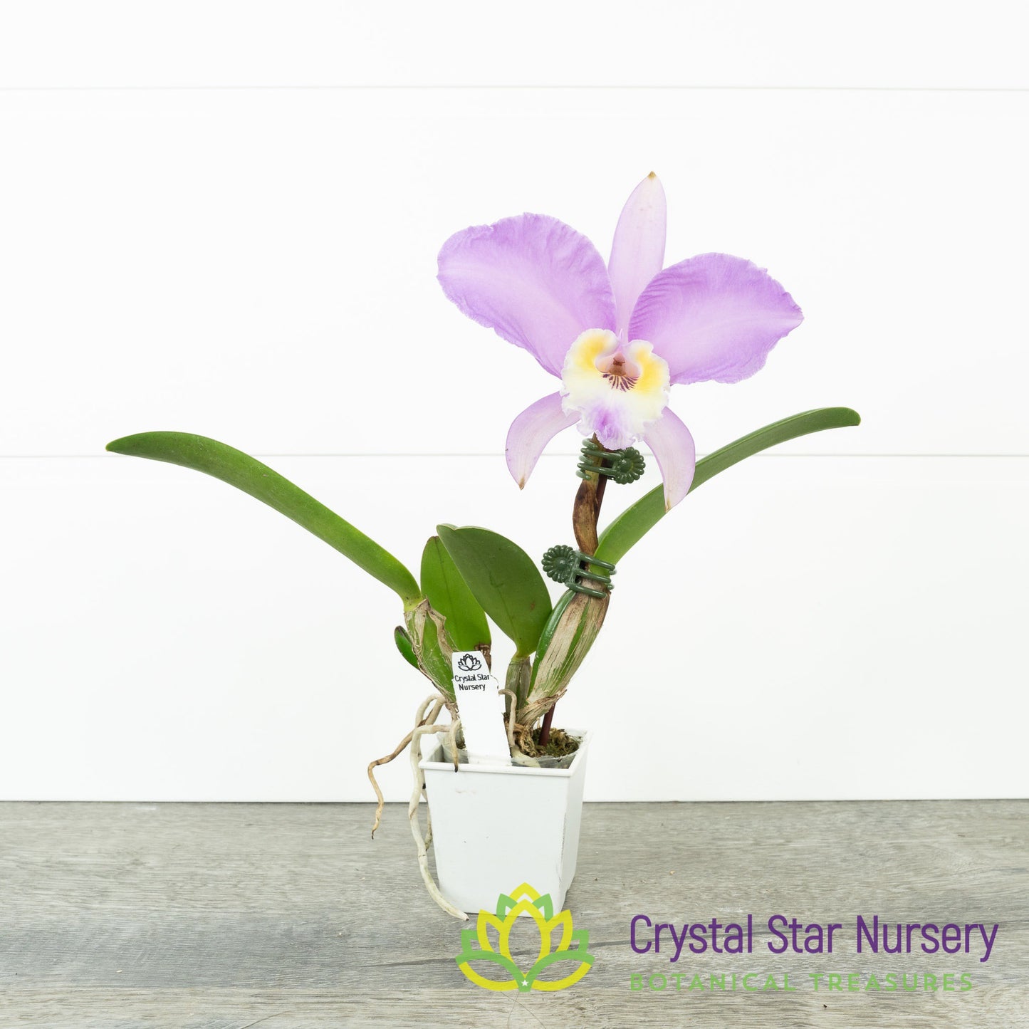 Cattleya Lueddemanniana Concolor 'Canaima's Aurea' x 'Pink Lemonade' AM