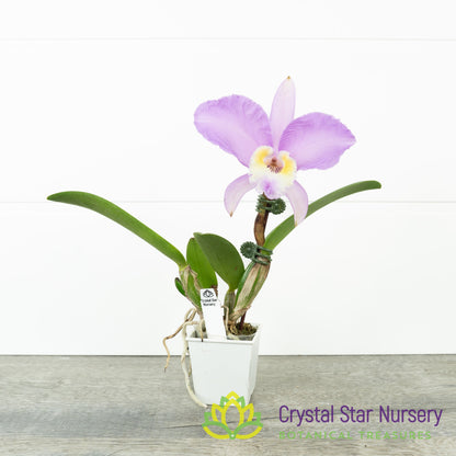 Cattleya Lueddemanniana Concolor 'Canaima's Aurea' x 'Pink Lemonade' AM