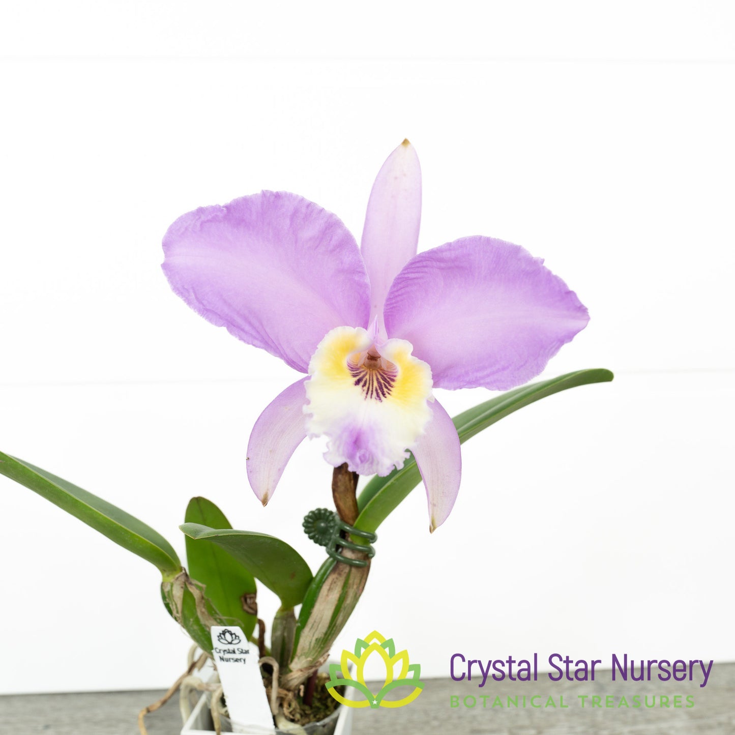 Cattleya Lueddemanniana Concolor 'Canaima's Aurea' x 'Pink Lemonade' AM