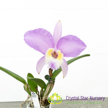 Cattleya Lueddemanniana Concolor 'Canaima's Aurea' x 'Pink Lemonade' AM