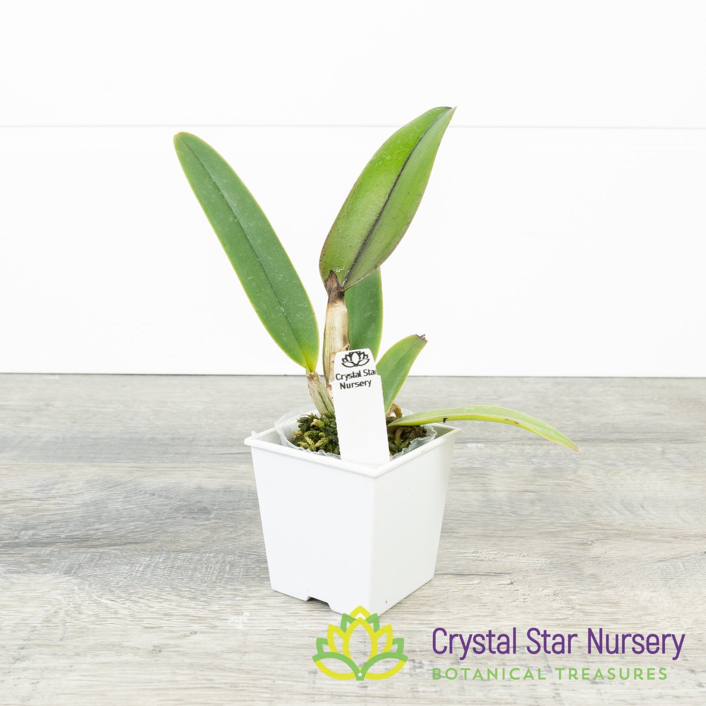 Cattleya Lueddemanniana Concolor 'Canaima's Aurea' x 'Pink Lemonade' AM