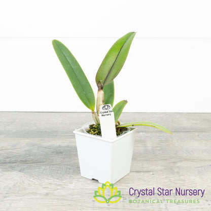 Cattleya Lueddemanniana Concolor 'Canaima's Aurea' x 'Pink Lemonade' AM