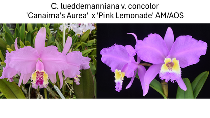 Cattleya Lueddemanniana Concolor 'Canaima's Aurea' x 'Pink Lemonade' AM