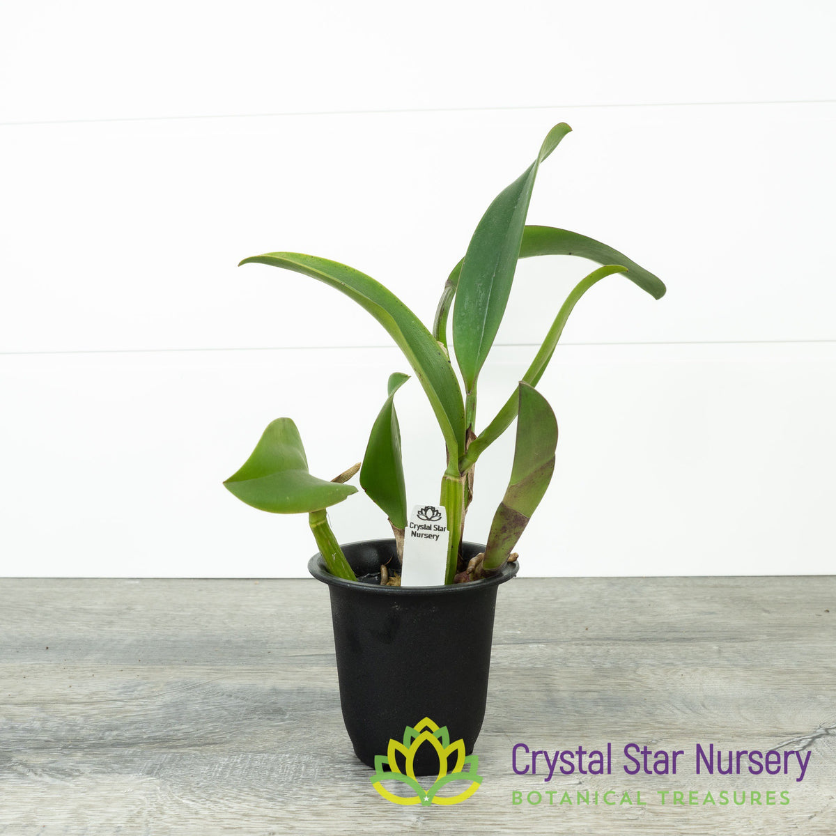 Cattleya Marie-Pier-Andree &#39;Crystal Star 119M&#39;