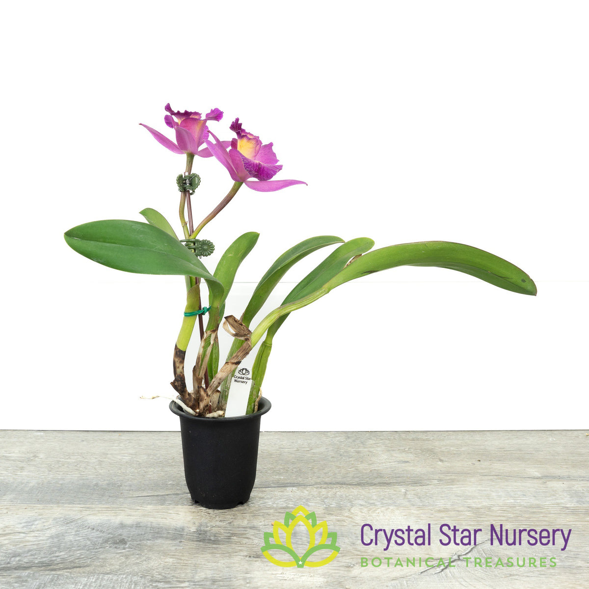 Cattleya Marie-Pier-Andree &#39;Crystal Star 119M&#39;