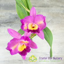Cattleya Marie-Pier-Andree 'Crystal Star 119M'