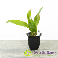 Cattleya Mary Elizabeth Bohn 'Royal Flare' (YD08)
