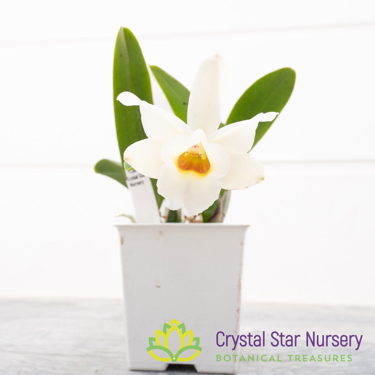 Cattleya Memoria Marina Camilo