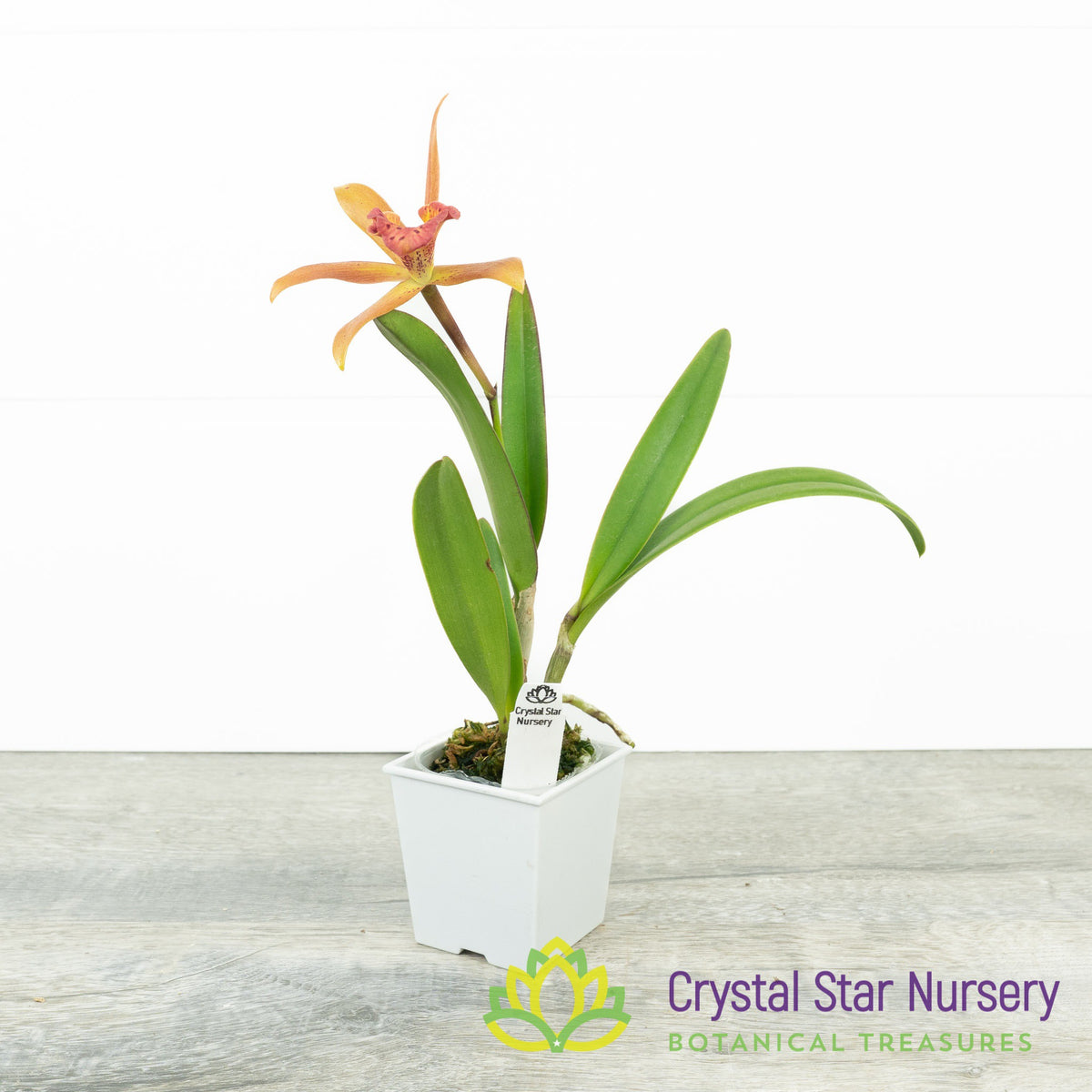 Cattleya Mishima Luster &#39;Jean&#39; FCC/AOS x Bc. Richard Mueller&#39; 4N (A016)