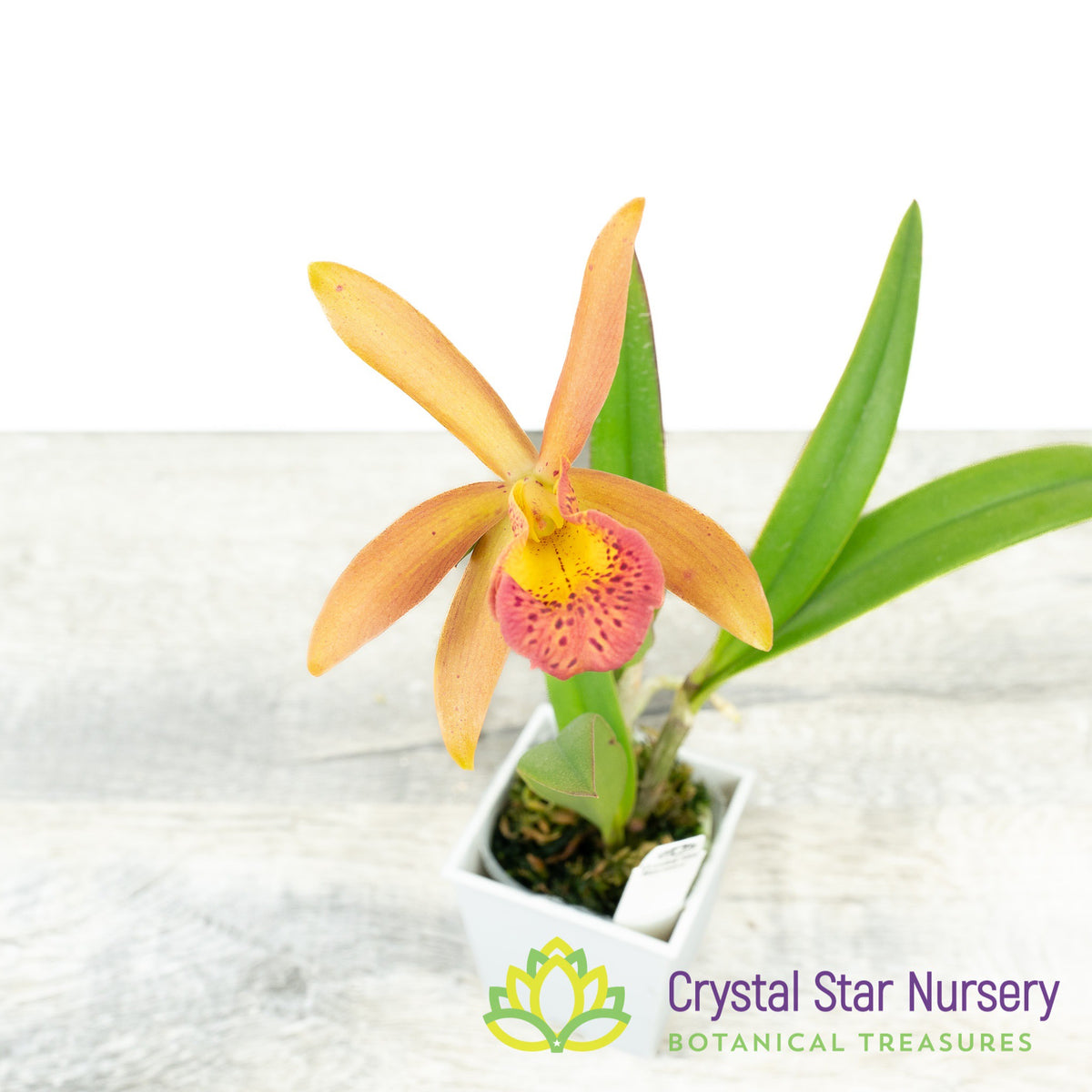 Cattleya Mishima Luster &#39;Jean&#39; FCC/AOS x Bc. Richard Mueller&#39; 4N (A016)