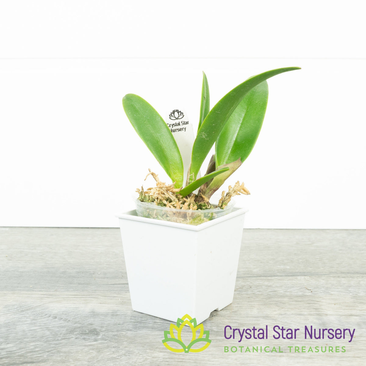 Cattleya Mishima Luster &#39;Jean&#39; FCC/AOS x Bc. Richard Mueller&#39; 4N (A016)