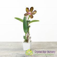 Cattleya Mrs Mahler 'Cane Toad' AM x 'Extraordinaire' AM