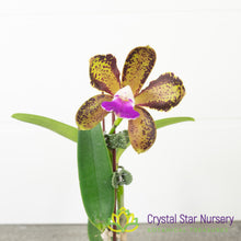 Cattleya Mrs Mahler 'Cane Toad' AM x 'Extraordinaire' AM