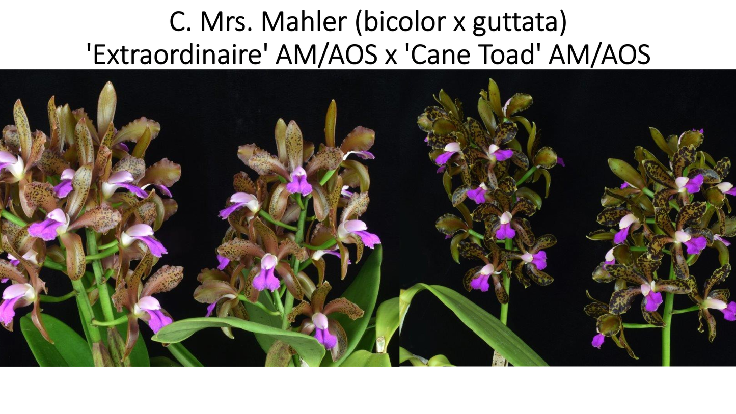 Cattleya Mrs Mahler 'Cane Toad' AM x 'Extraordinaire' AM
