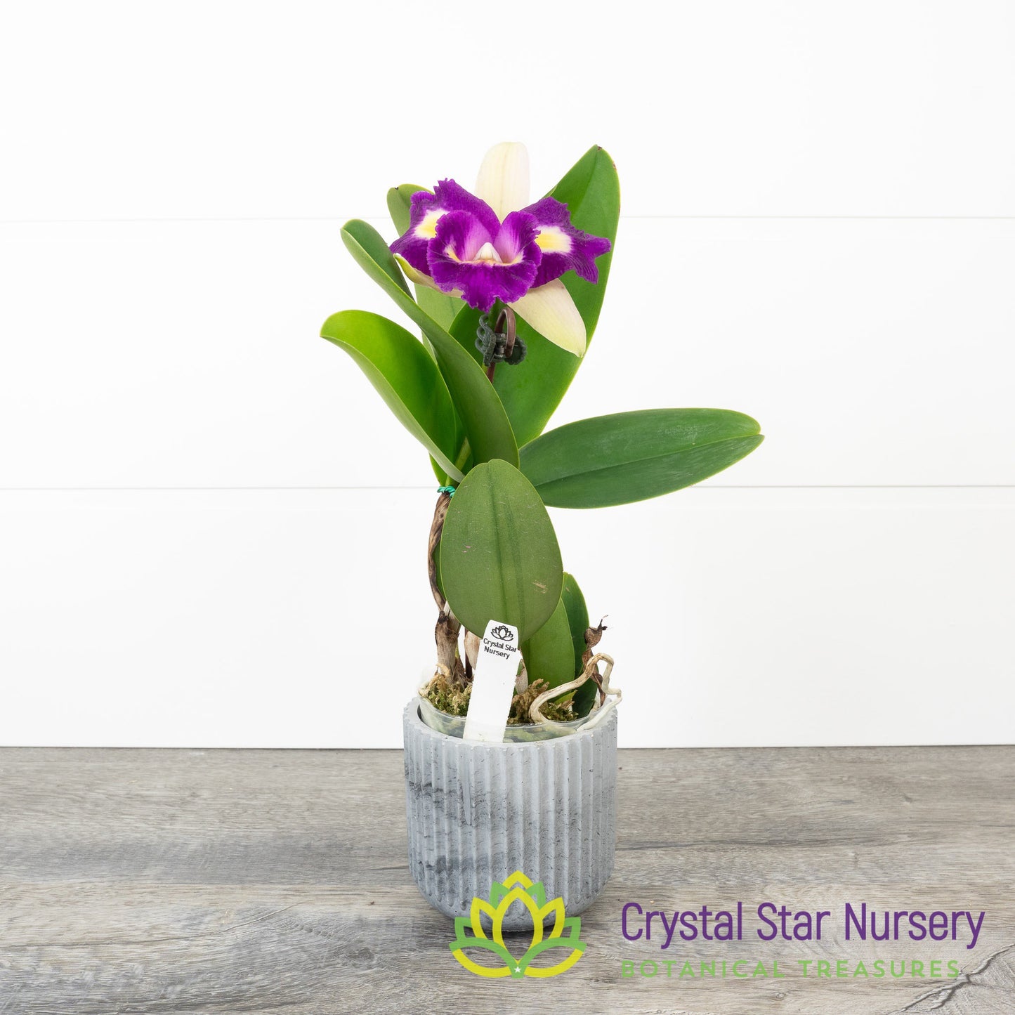 Cattleya NOID (SF#7)
