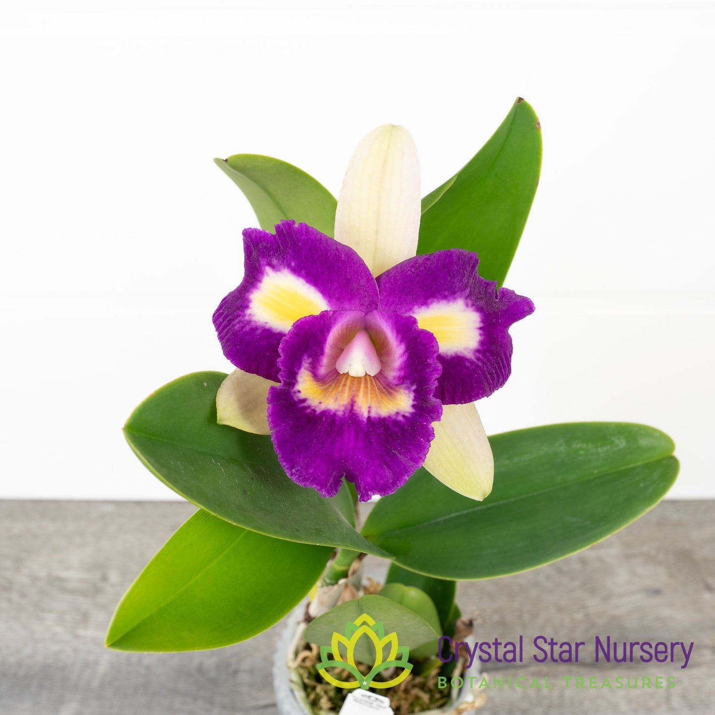 Cattleya NOID (SF#7)
