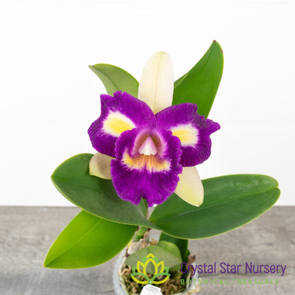 Cattleya NOID (SF#7)
