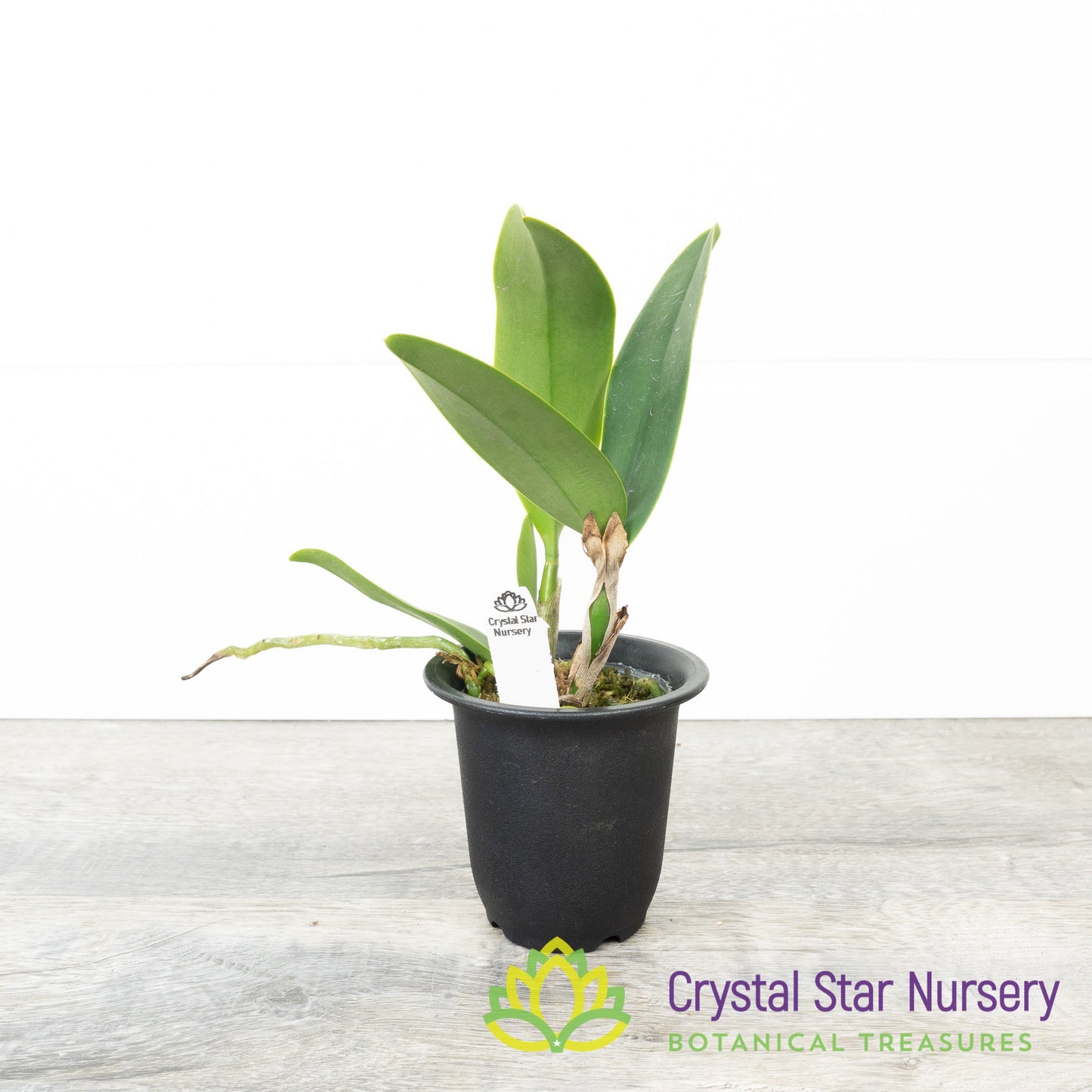 Cattleya NOID (SF#7)