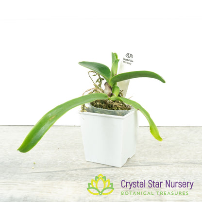Cattleya Portia 'Cannizaro' x Cattlianthe Hawaiian Blue Sky (SCB 827)