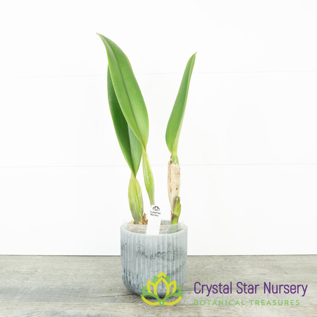 Cattleya Prism Palette &#39;Mischief&#39; AM/AOS