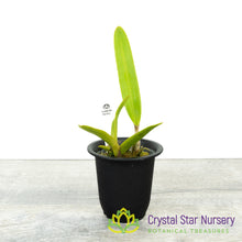 Cattleya Purpurata f. Sanguinea Rubra