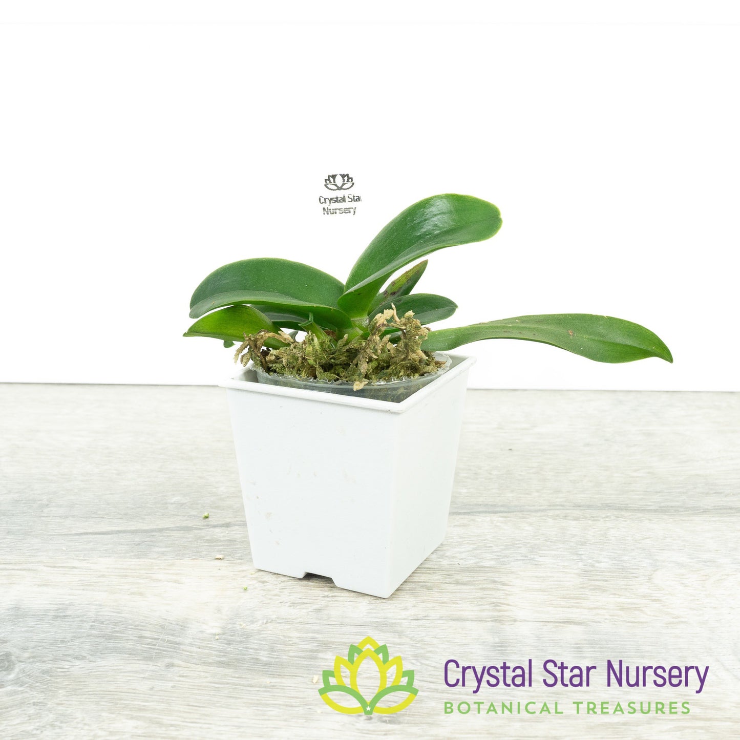 Cattleya Queen Portia x Rlc Laddawan Beauty (SCB 832)