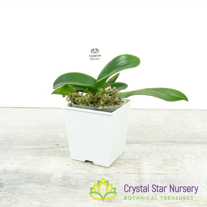 Cattleya Queen Portia x Rlc Laddawan Beauty (SCB 832)