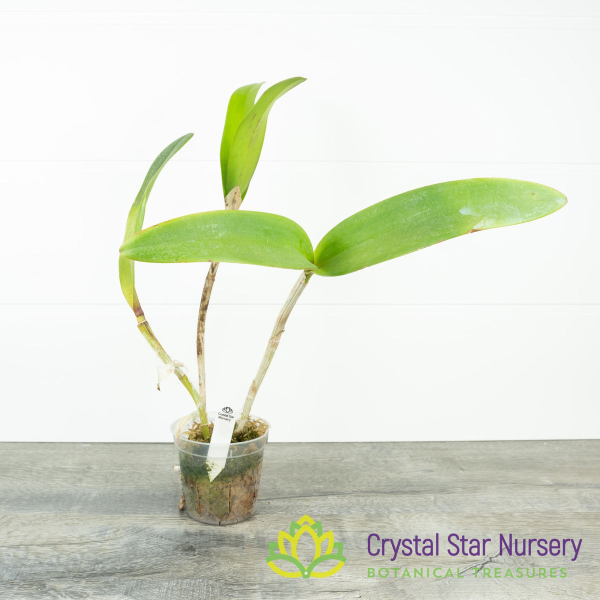 Cattleya Sagarik Wax 'Hsiang Yang'