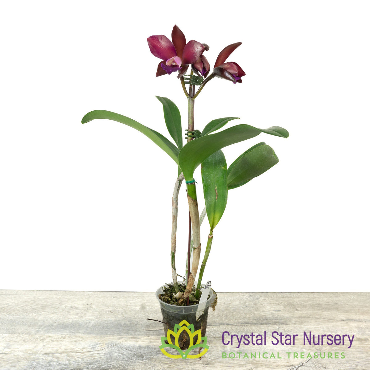 Cattleya Sagarik Wax 'Hsiang Yang'