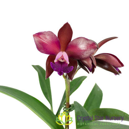 Cattleya Sagarik Wax 'Hsiang Yang'