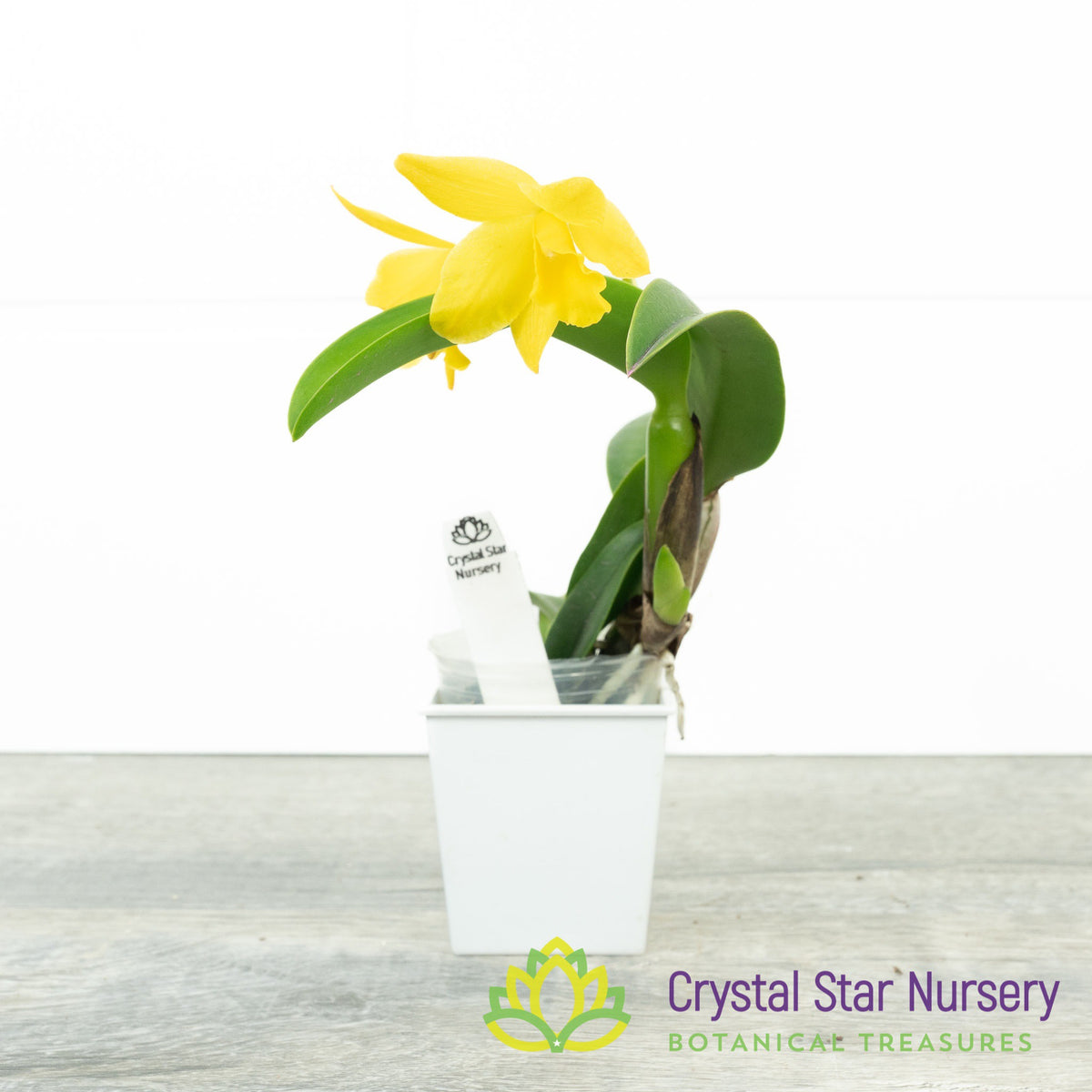 Cattleya Shinfong Little Love x Cernua